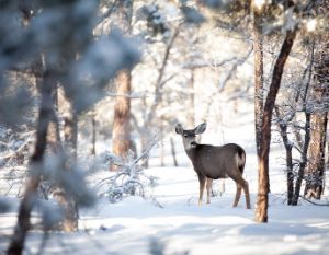 Tips for Avoiding Deer on Wisconsin’s Icy Roads