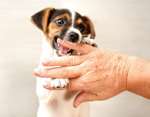 What Happens to Dogs and Their Owners After Dog Bite Lawsuits?