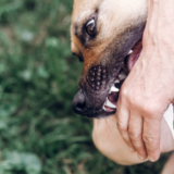 Image of a dog biting someone's arm