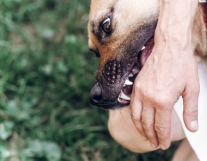 Does the Breed of a Dog That Bit Me Matter in a Dog Bite Lawsuit?