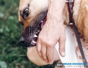How Serious Does a Dog Bite Have to Be to Sue Its Owner?