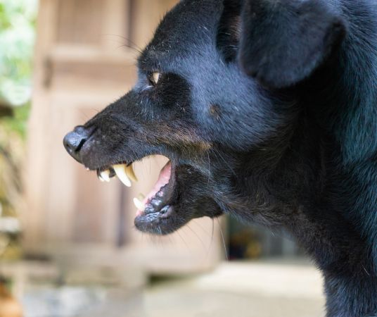 Determining Fault After a Dog Bite in Wisconsin