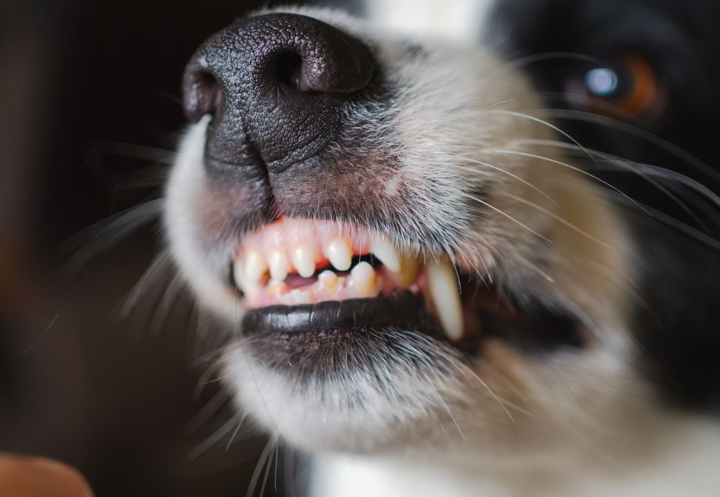 Appleton Dog Bite Lawyer